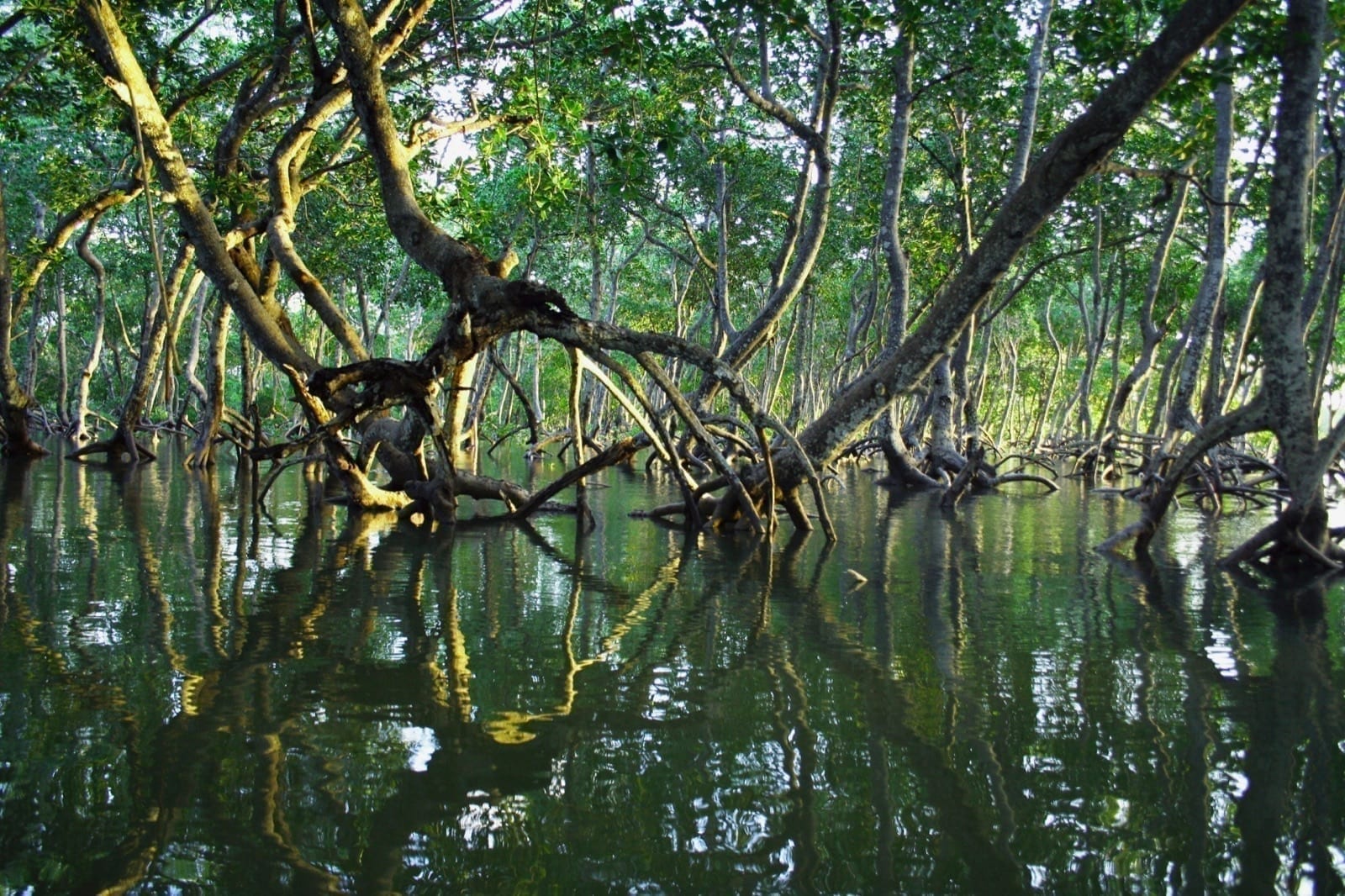 Still water threading through mangrove roots, reflecting the canopy above