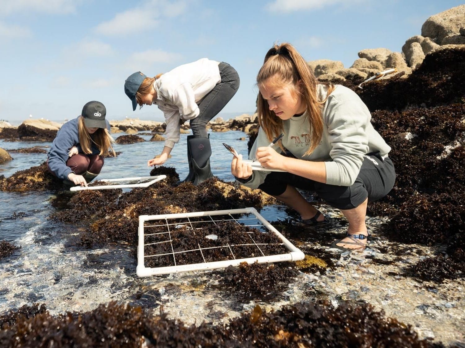 Three researchers recording quadrat survey data in coastal tidepools