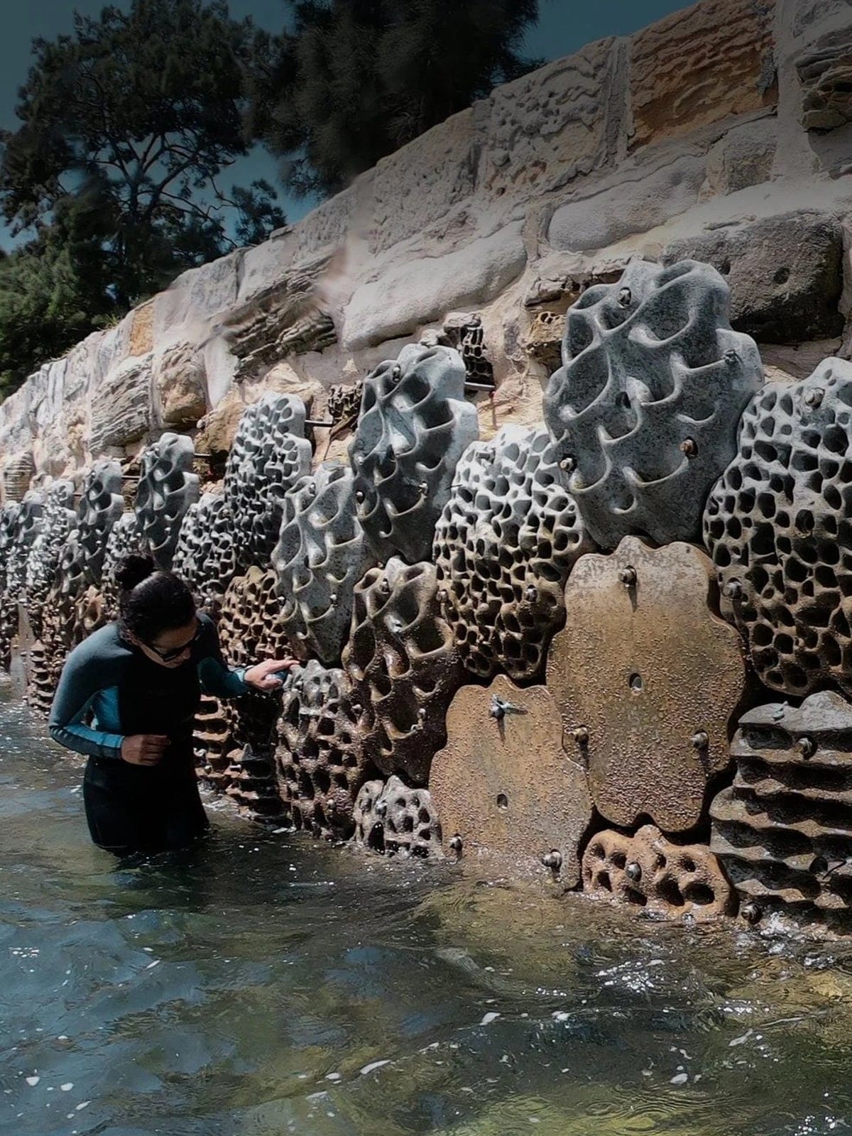 Habitat panels bolted along a sandstone seawall at the waterline, a researcher inspecting them.