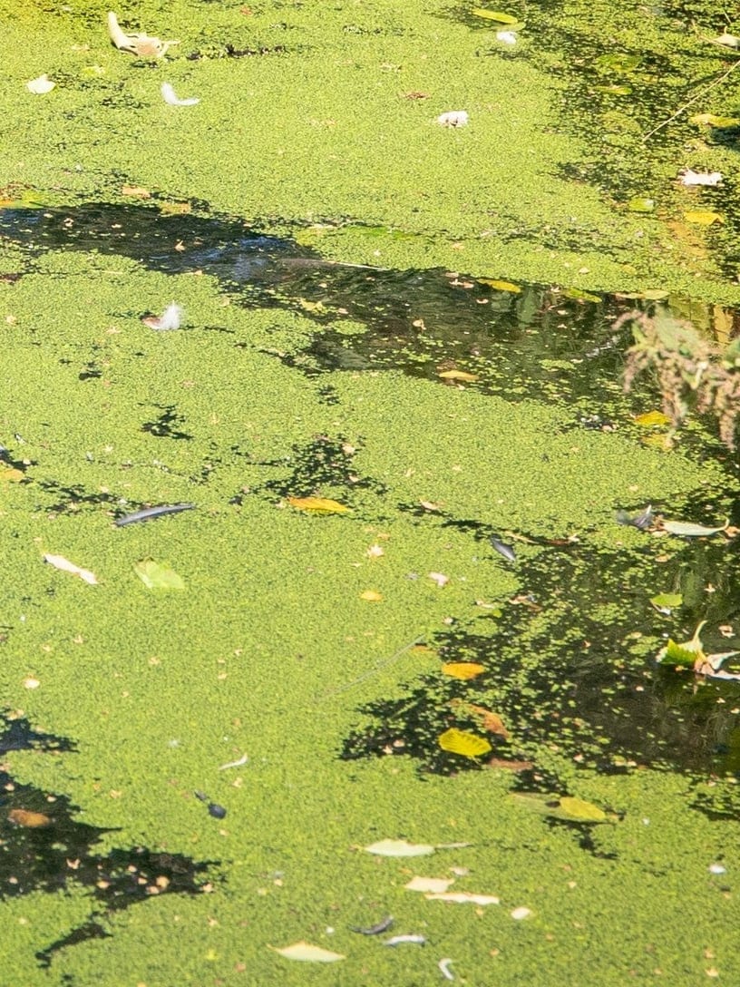Still canal water under a thick mat of green duckweed, with fallen leaves and a planted bank.